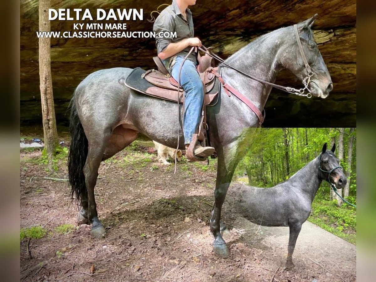 Kentucky Mountain Saddle Horse Wallach 5 Jahre 152 cm Rotbrauner in JEFFERSONVILLE, KY
