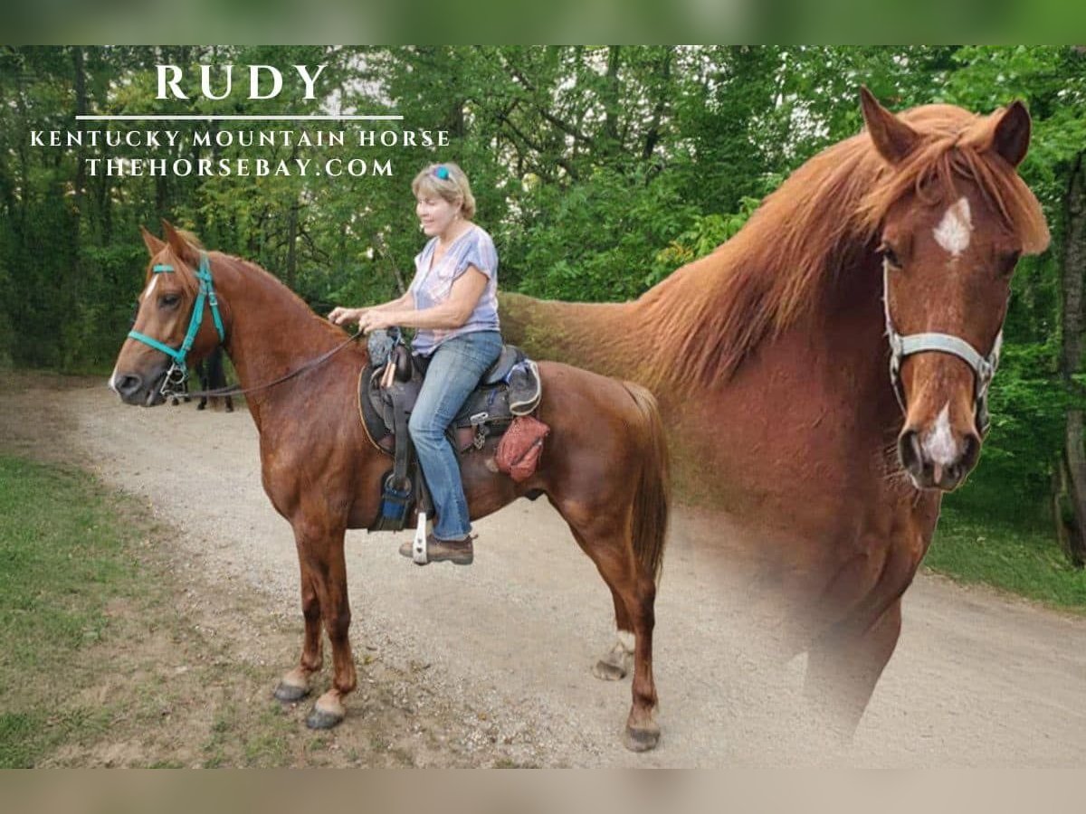 Kentucky Mountain Saddle Horse Wallach 5 Jahre Dunkelfuchs in Springfield, OH