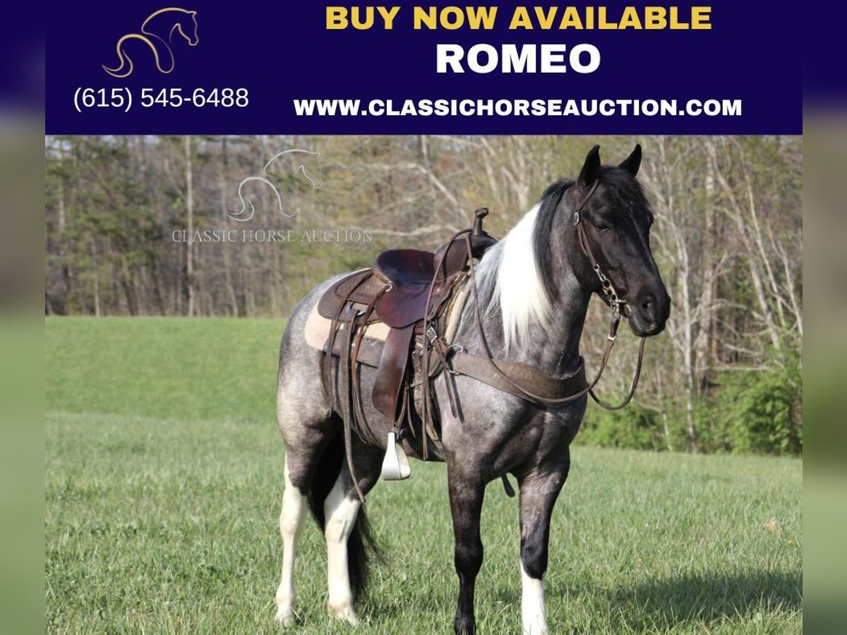 Kentucky Mountain Saddle Horse Wallach 6 Jahre 142 cm Roan-Blue in Whitley City, KY