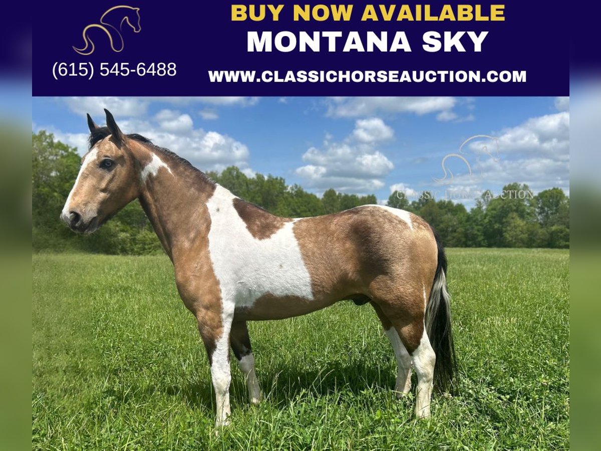 Kentucky Mountain Saddle Horse Wallach 6 Jahre 152 cm Buckskin in Whitley City, KY