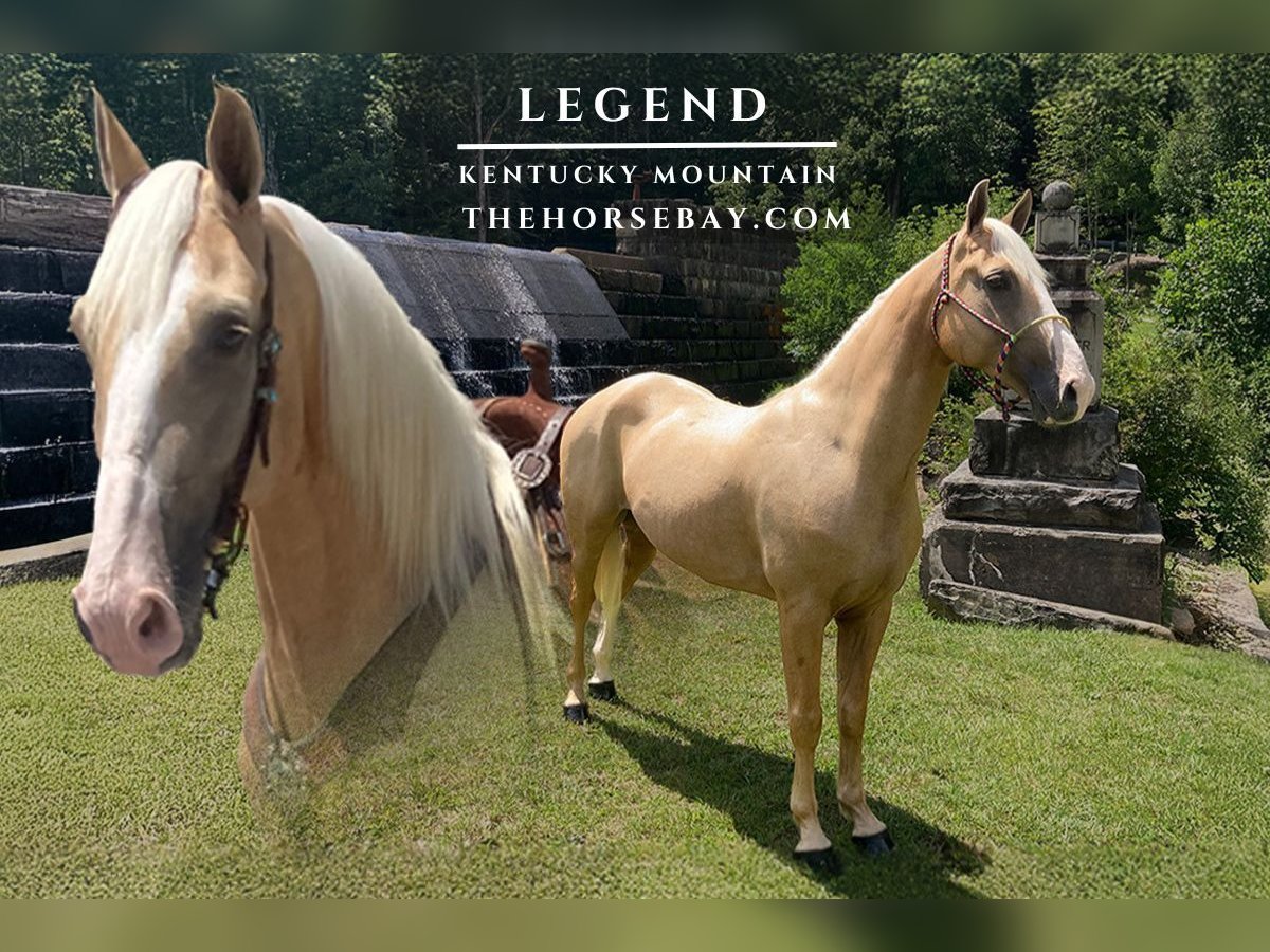 Kentucky Mountain Saddle Horse Wallach 7 Jahre 155 cm Palomino in Princeton, WV