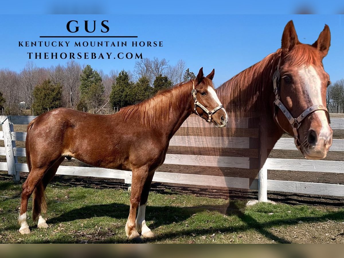 Kentucky Mountain Saddle Horse Wallach 7 Jahre Roan-Red in Park City, KY