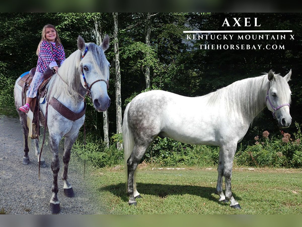 Kentucky Mountain Saddle Horse Wallach 8 Jahre 147 cm Apfelschimmel in Wellington, KY
