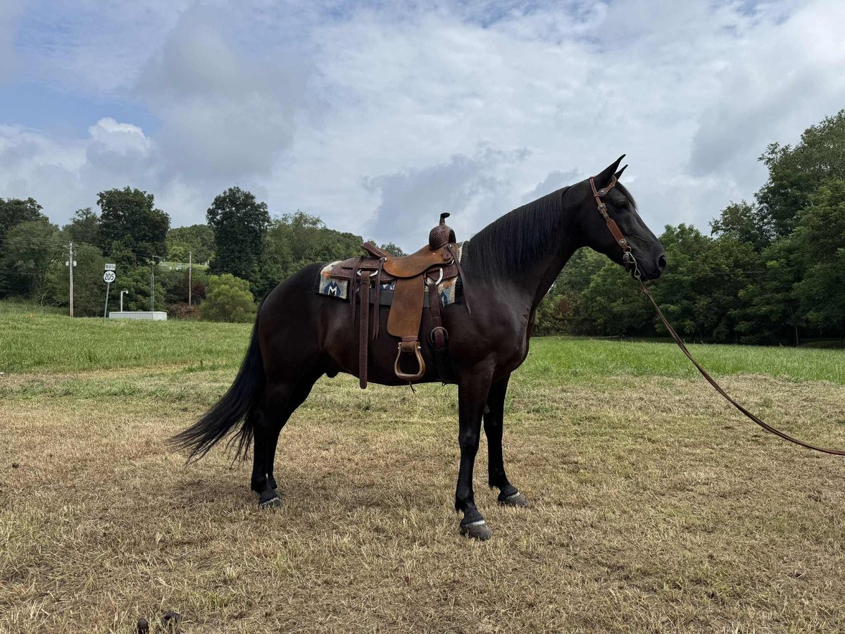 Kentucky Mountain Saddle Horse Wallach 9 Jahre 152 cm Rappe in West Liberty