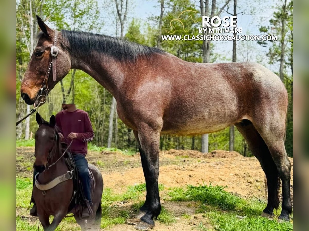 Kentucky Mountain Saddle Horse Yegua 14 años 142 cm Castaño rojizo in Parkers Lake, KY