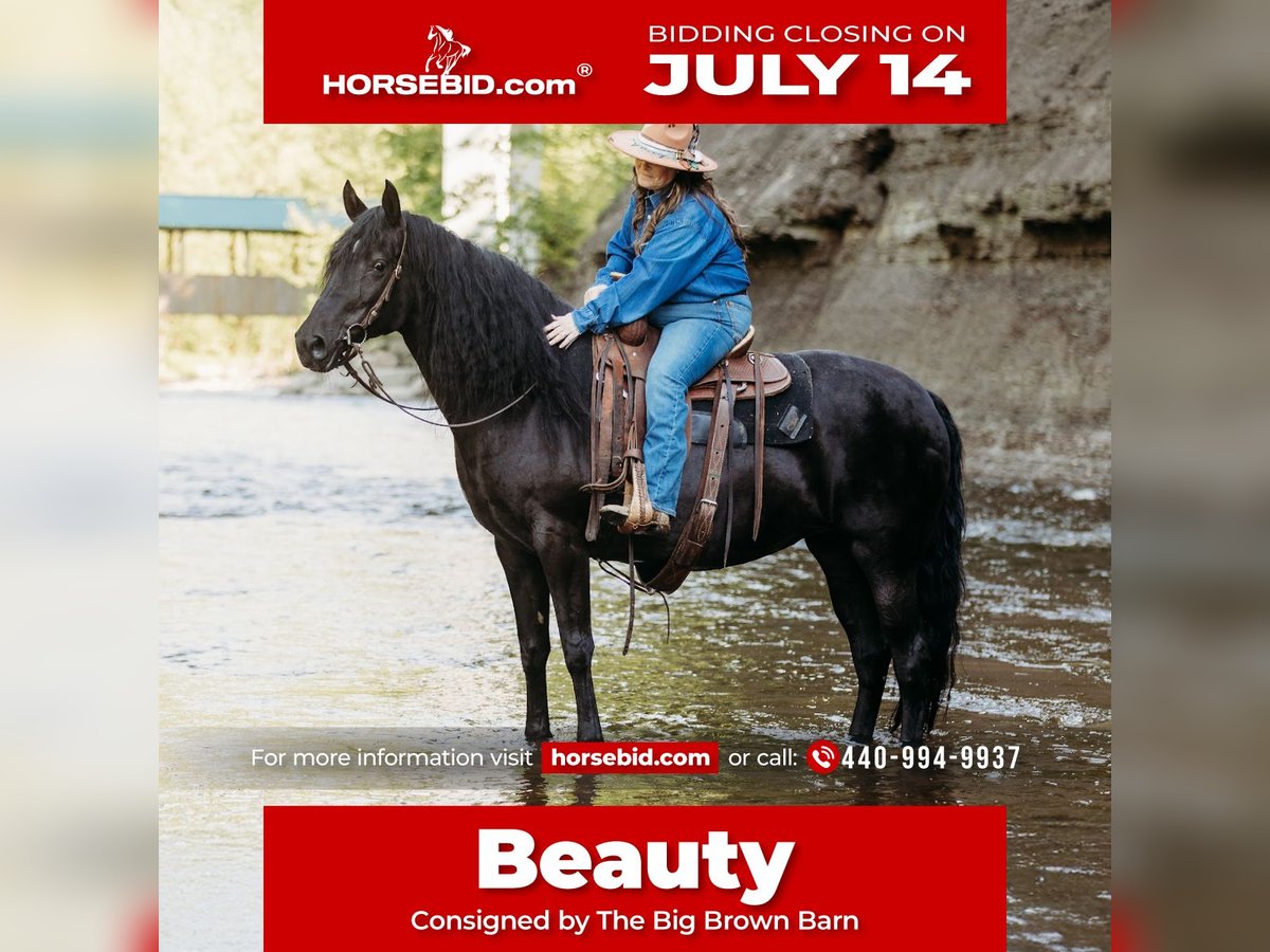 Kentucky Mountain Saddle Horse Yegua 14 años 157 cm Negro in Orwell, OH