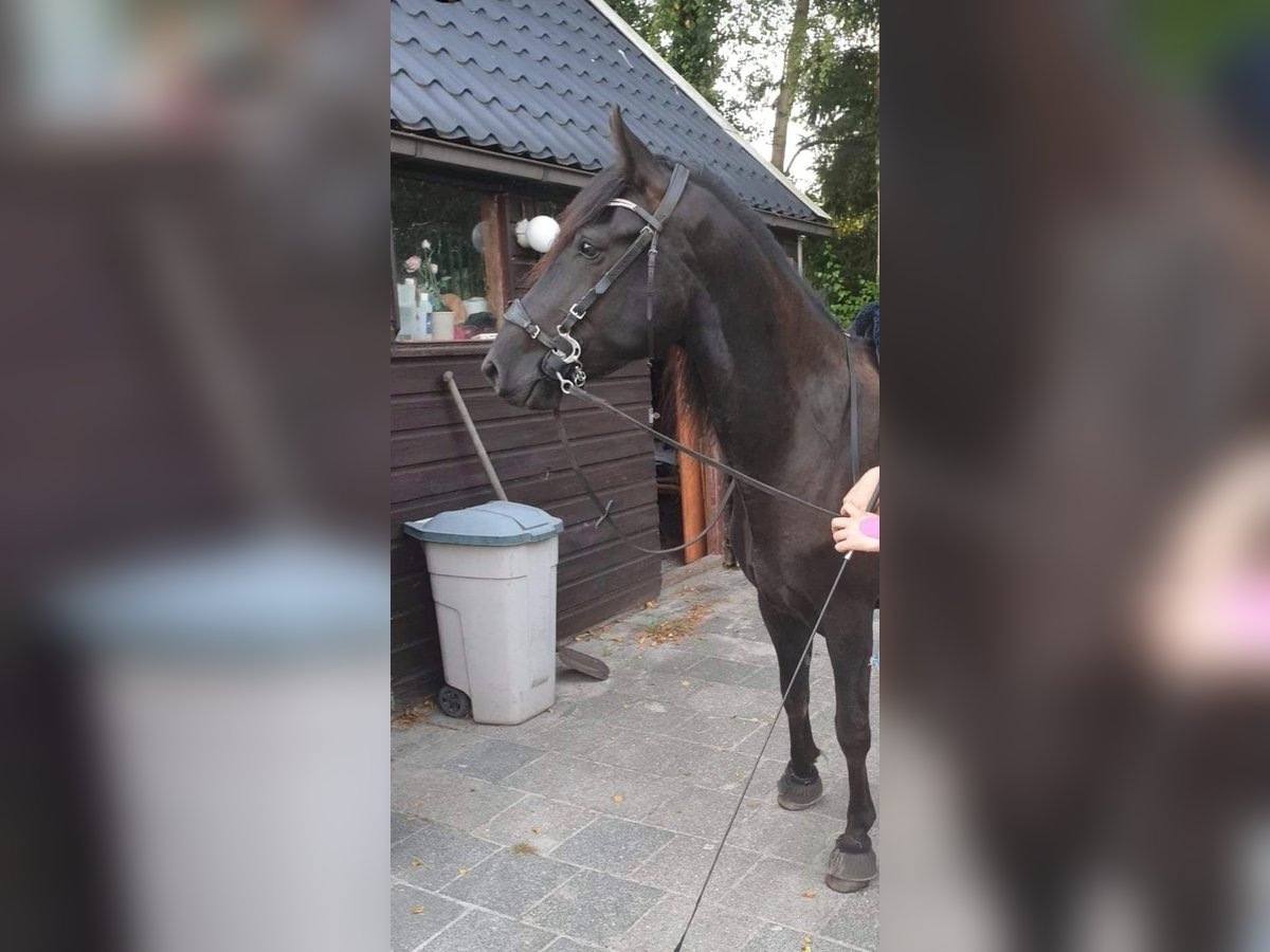 Kentucky Mountain Saddle Horse Yegua 4 años 153 cm Negro in Bechenheim