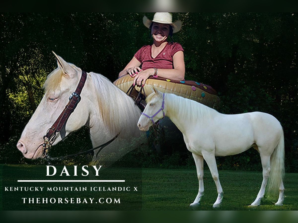 Kentucky Mountain Saddle Horse Yegua 9 años 152 cm Perlino in Wellington, KY