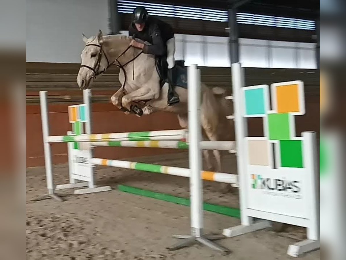 Kinsky Giumenta 6 Anni 163 cm Cremello in Sedl&#x10D;any