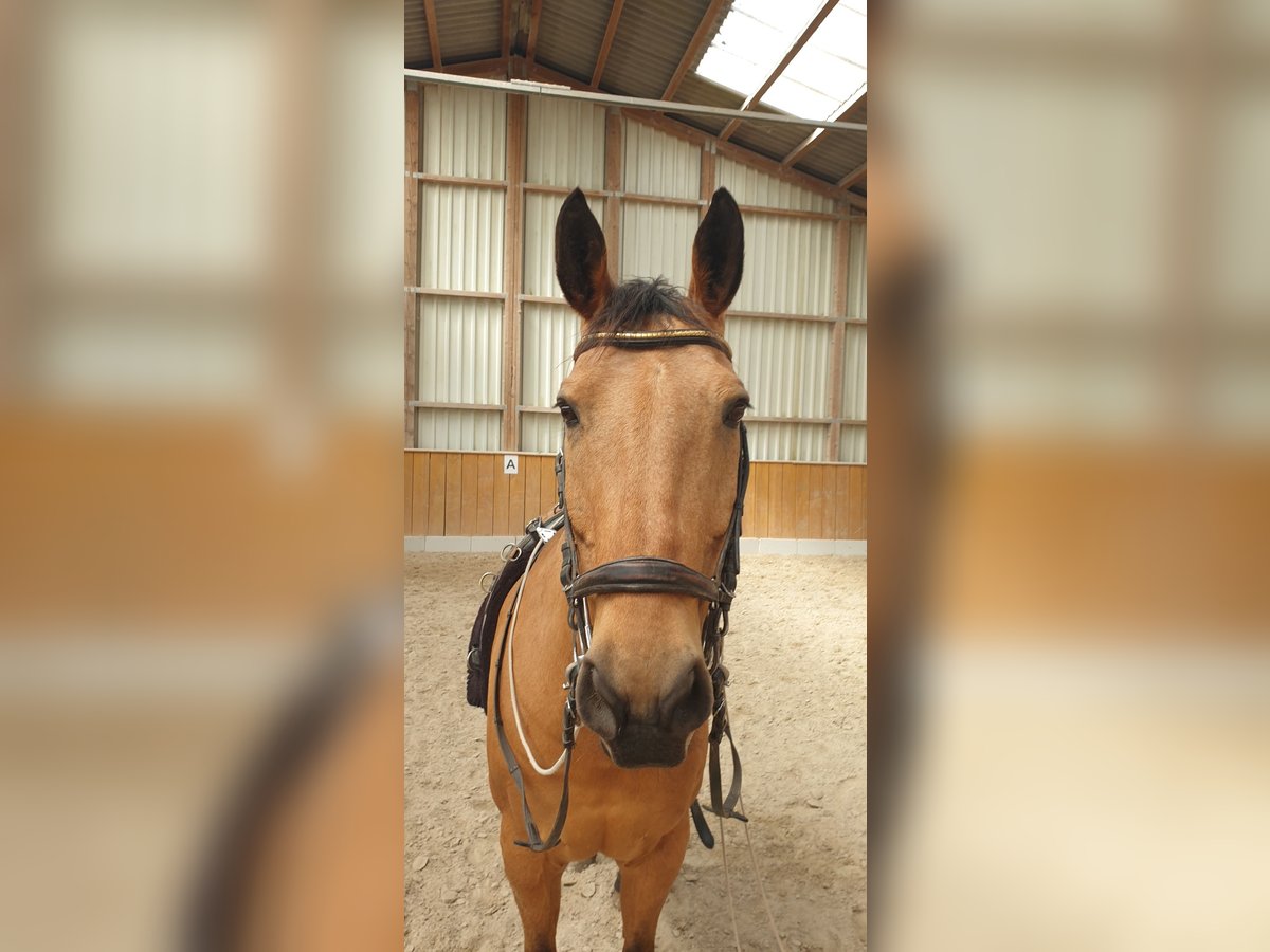 Kinsky Horse Gelding 15 years 16,1 hh Buckskin in Uffenheim