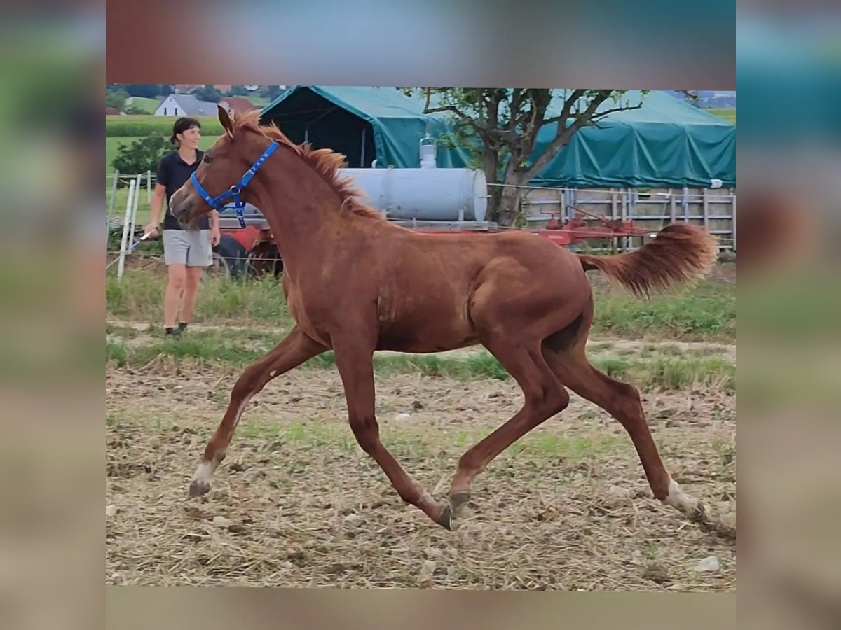 Kinsky Horse Gelding 1 year 16 hh Chestnut-Red in Bissingen
