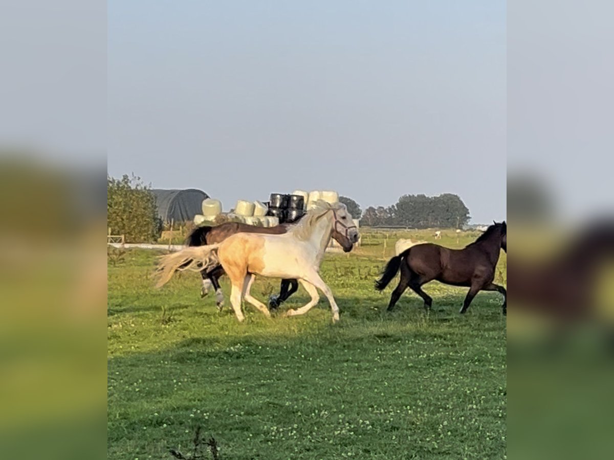 Kinsky Horse Mix Gelding 3 years 16,1 hh Pinto in Aldeboarn