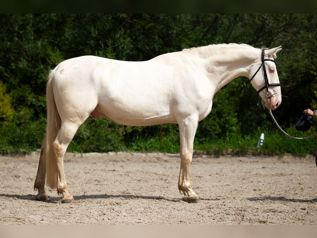 Kinsky Horse Mix Gelding 6 years 15,3 hh Perlino in Prague