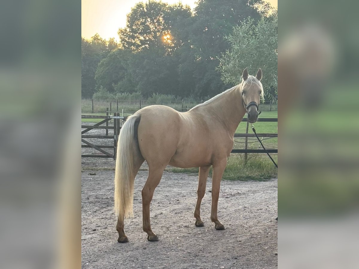 Kinsky Horse Mix Mare 2 years 16 hh Palomino in Ossendrecht