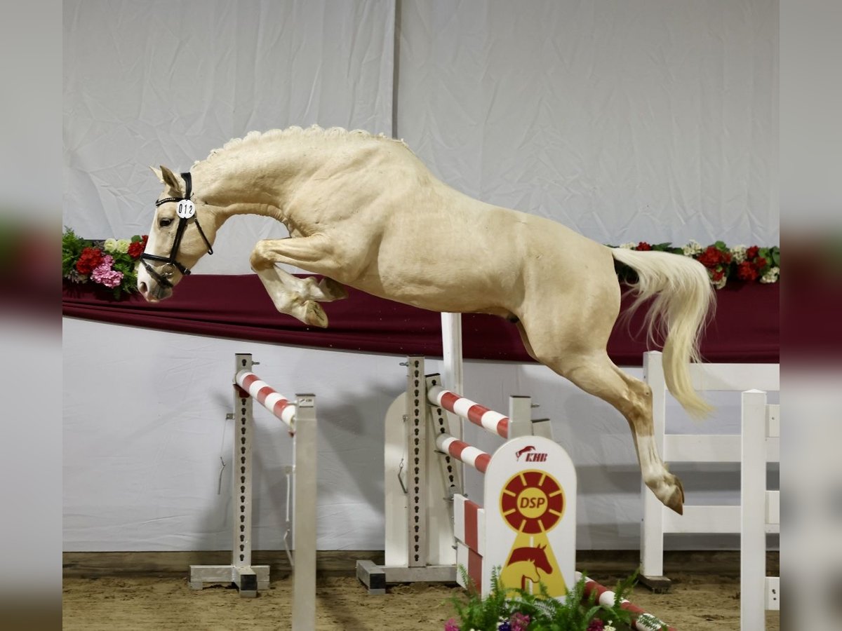 Kinsky paard Hengst Palomino in LangenbachLangenbach