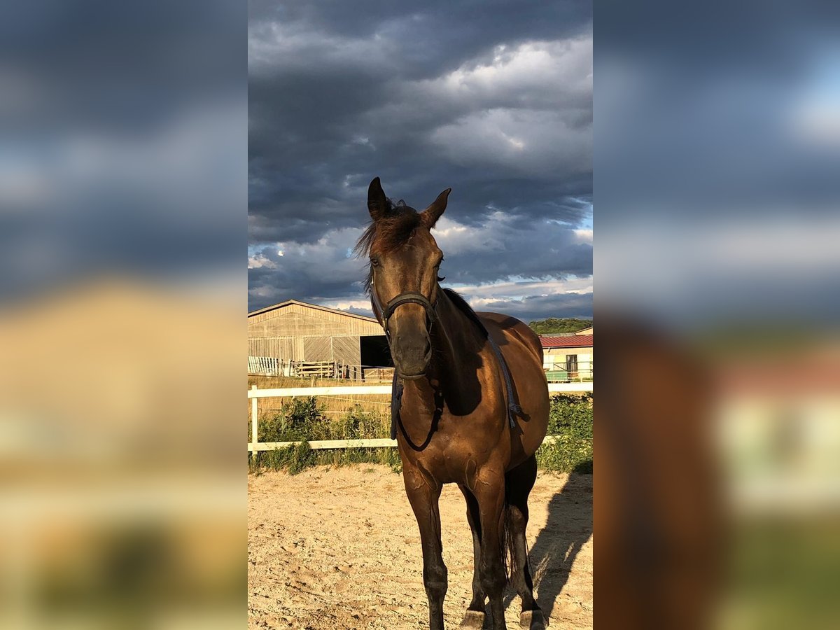 Kinsky paard Merrie 12 Jaar 165 cm Bruin in Breitstetten