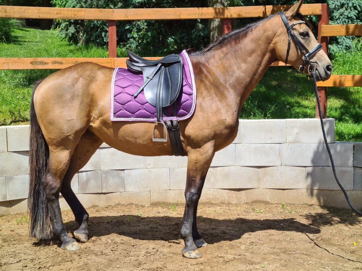 Kinsky paard Merrie 7 Jaar 165 cm Buckskin in Dobříš