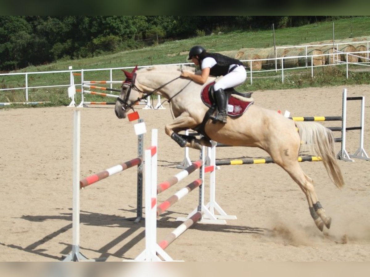 Kinsky-Pferd Stute 6 Jahre 167 cm Palomino in Olovnice