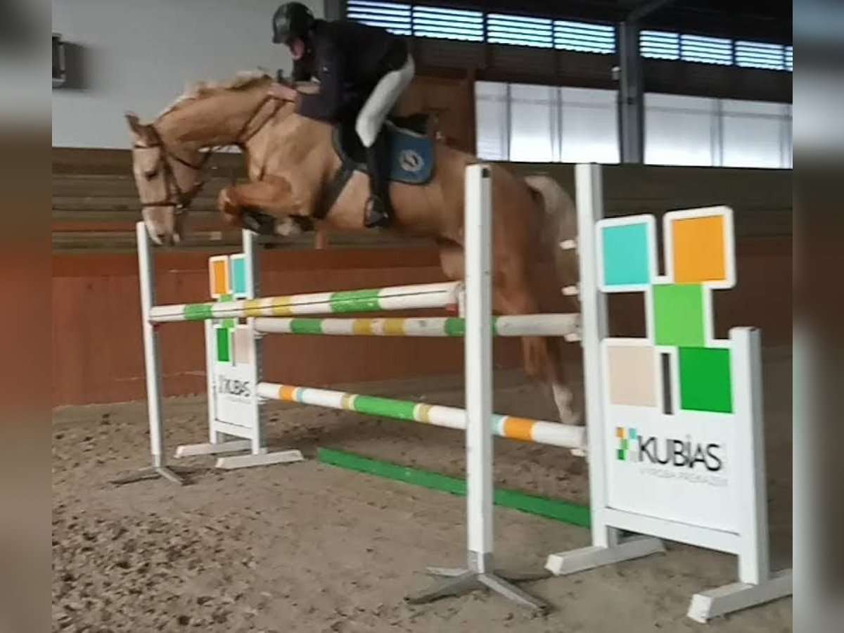 Kinsky-Pferd Stute 6 Jahre 167 cm Palomino in Sedl&#x10D;any