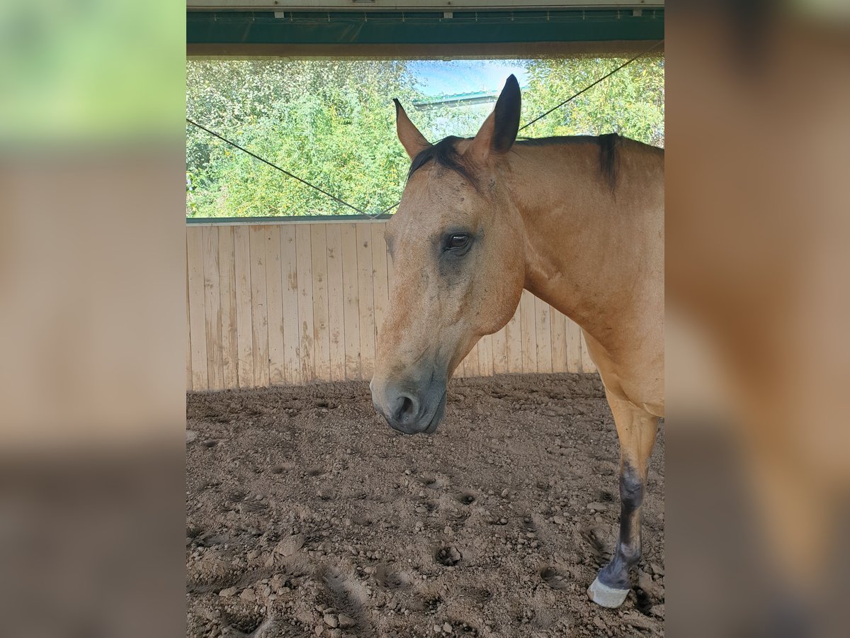 Kinsky-Pferd Wallach 15 Jahre 168 cm Falbe in Uffenheim