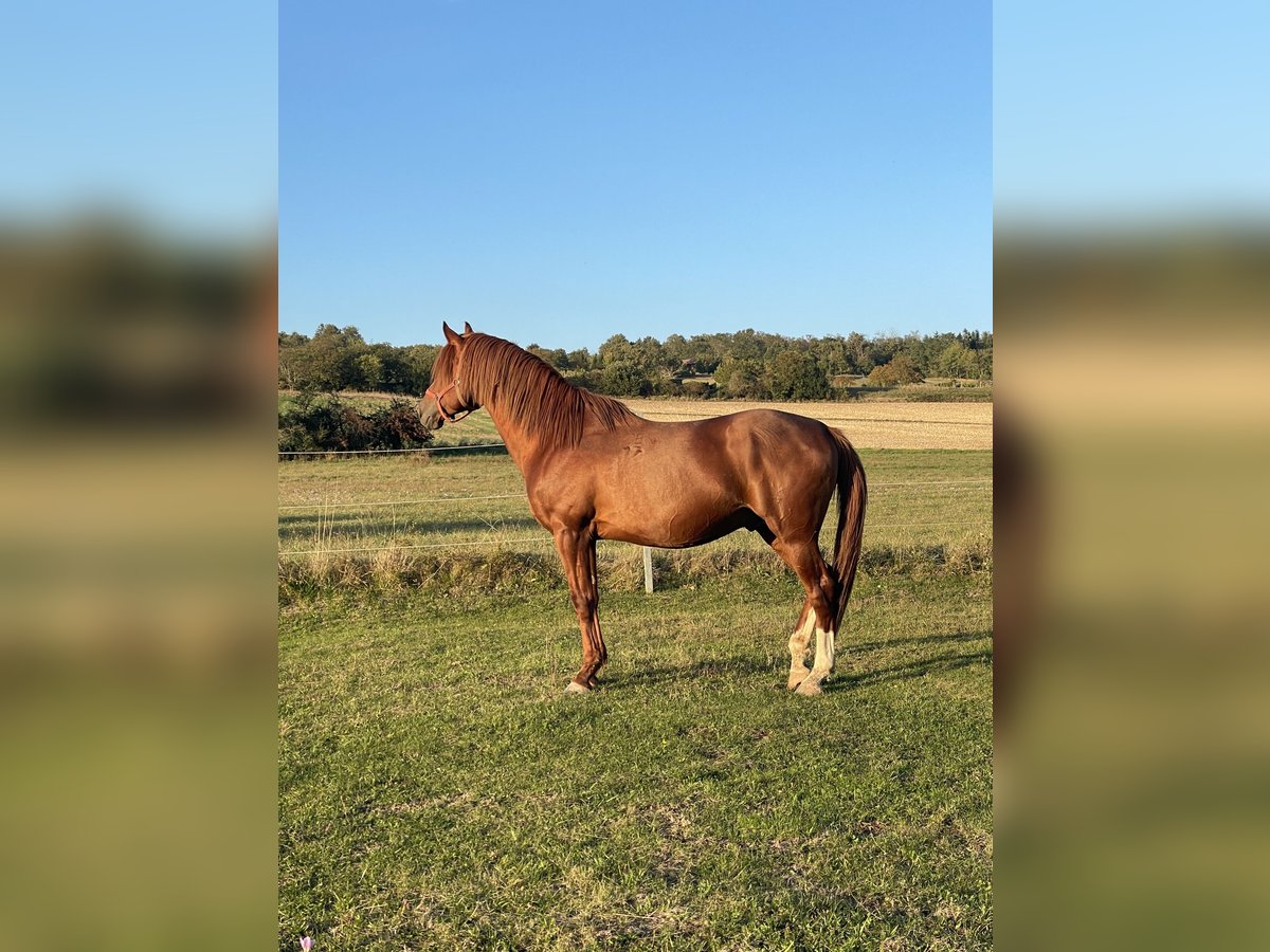 Kisber Castrone 12 Anni 170 cm Sauro in Schattendorf