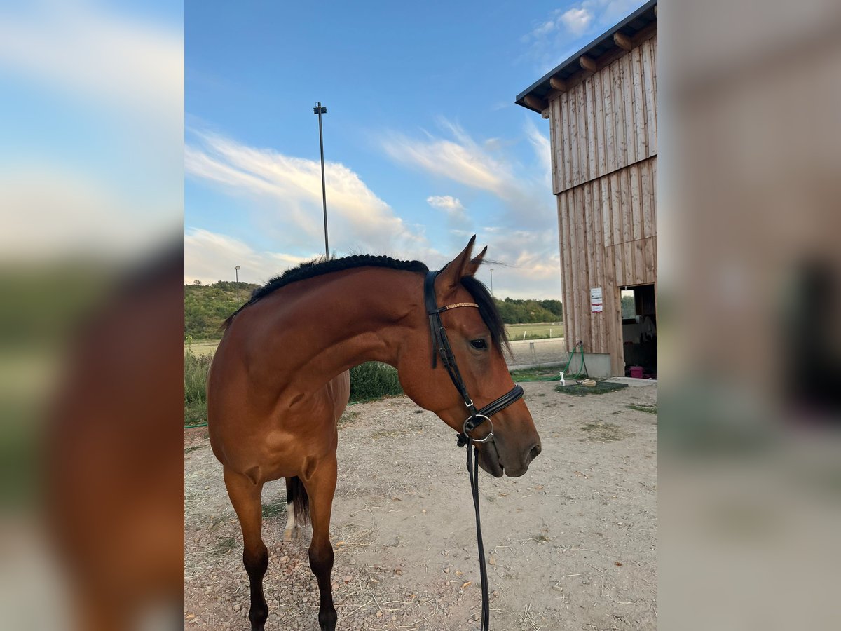 Kisber Castrone 5 Anni 167 cm Baio in Bad Pirawarth Kisber Castrone 5 Anni 167 cm Baio in Bad Pirawarth