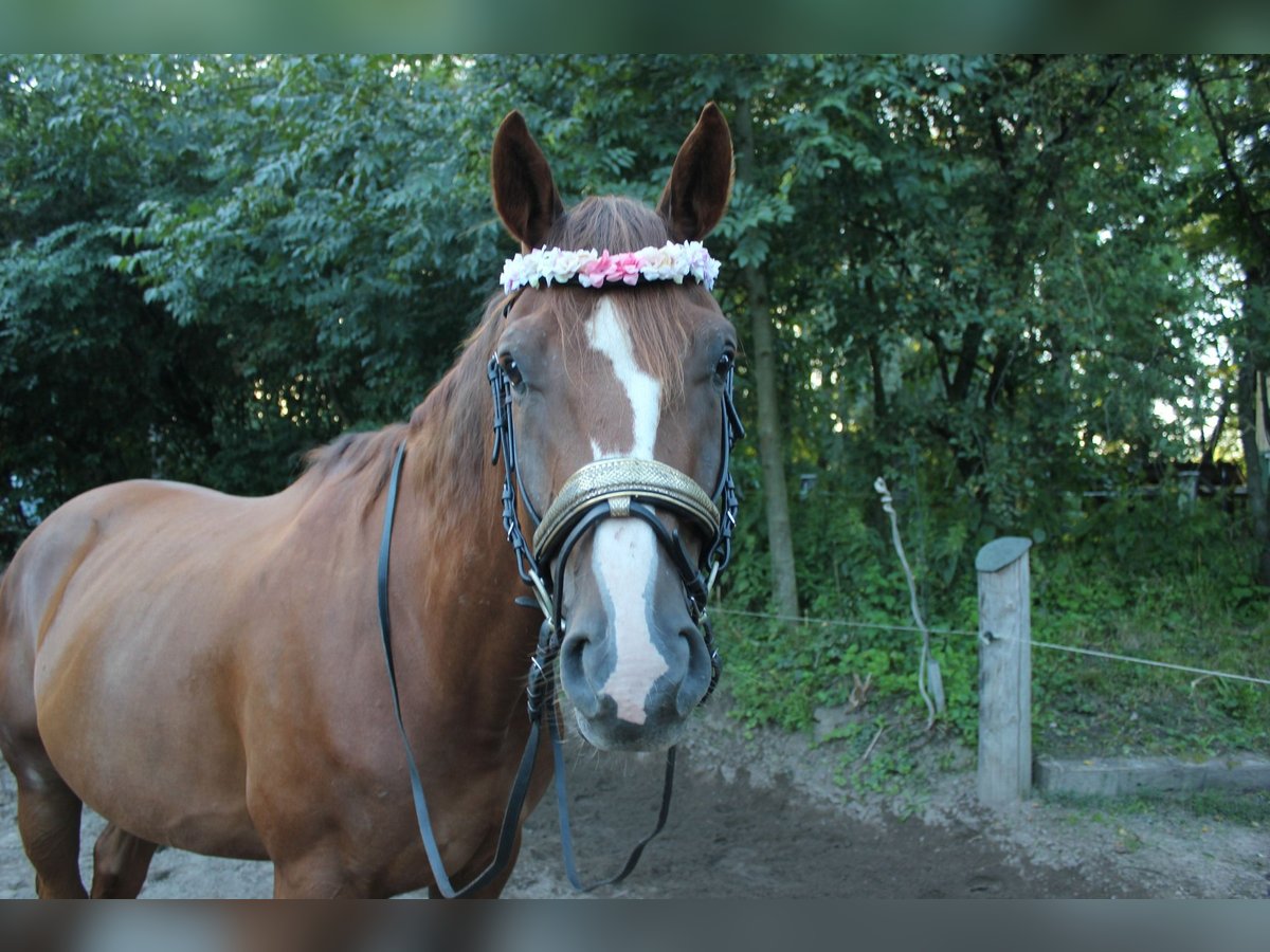 Kisber Castrone 8 Anni 178 cm Sauro scuro in Wangelau