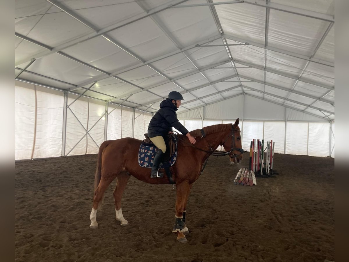 Kisber Felver Caballo castrado 12 años 164 cm Alazán-tostado in Hajdúdorog