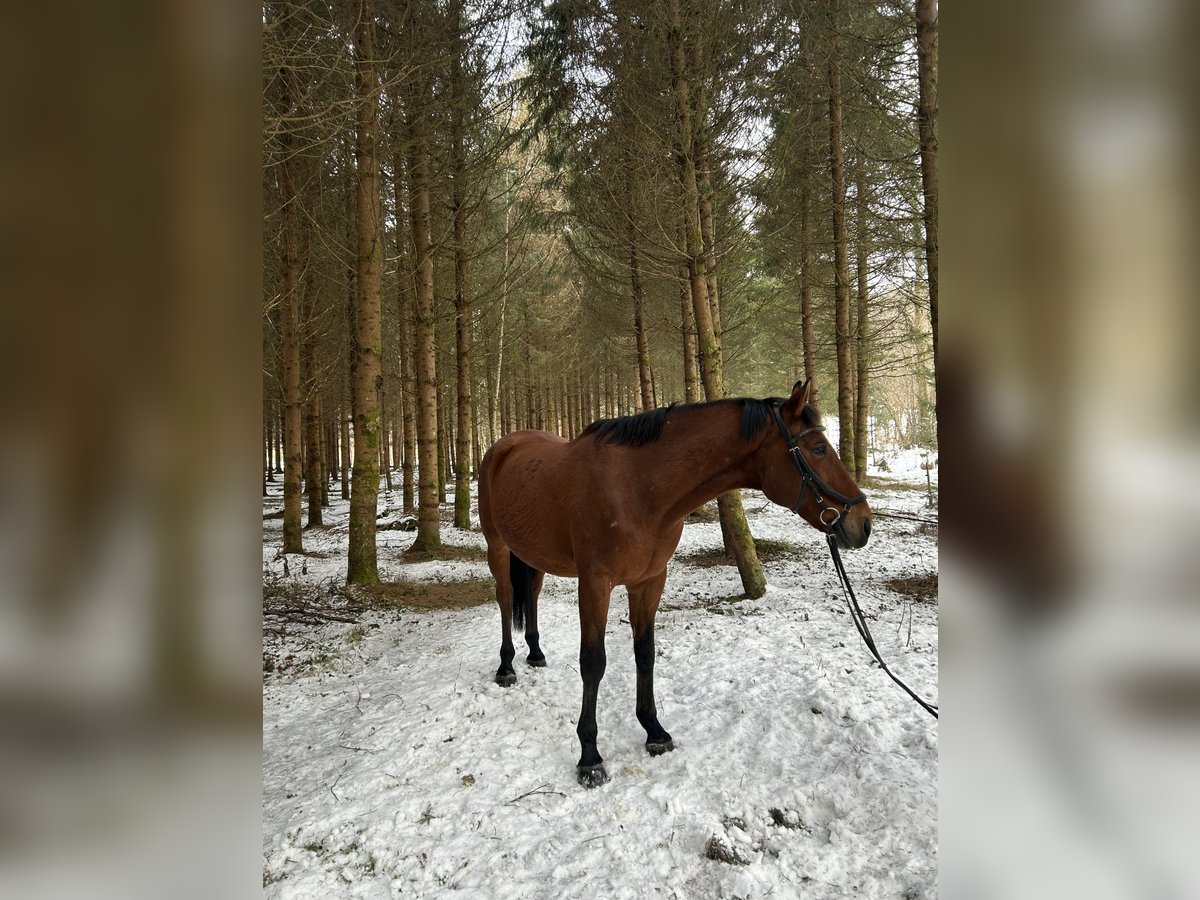 Kisber Felver Caballo castrado 12 años 165 cm Castaño in Hollenegg (Bad Schwanberg)