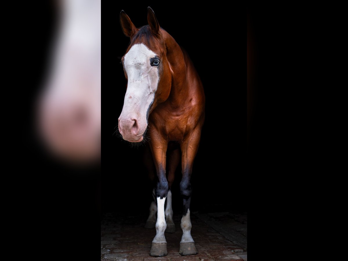 Kisber Felver Caballo castrado 14 años 179 cm Castaño oscuro in Neustadt an der Donau