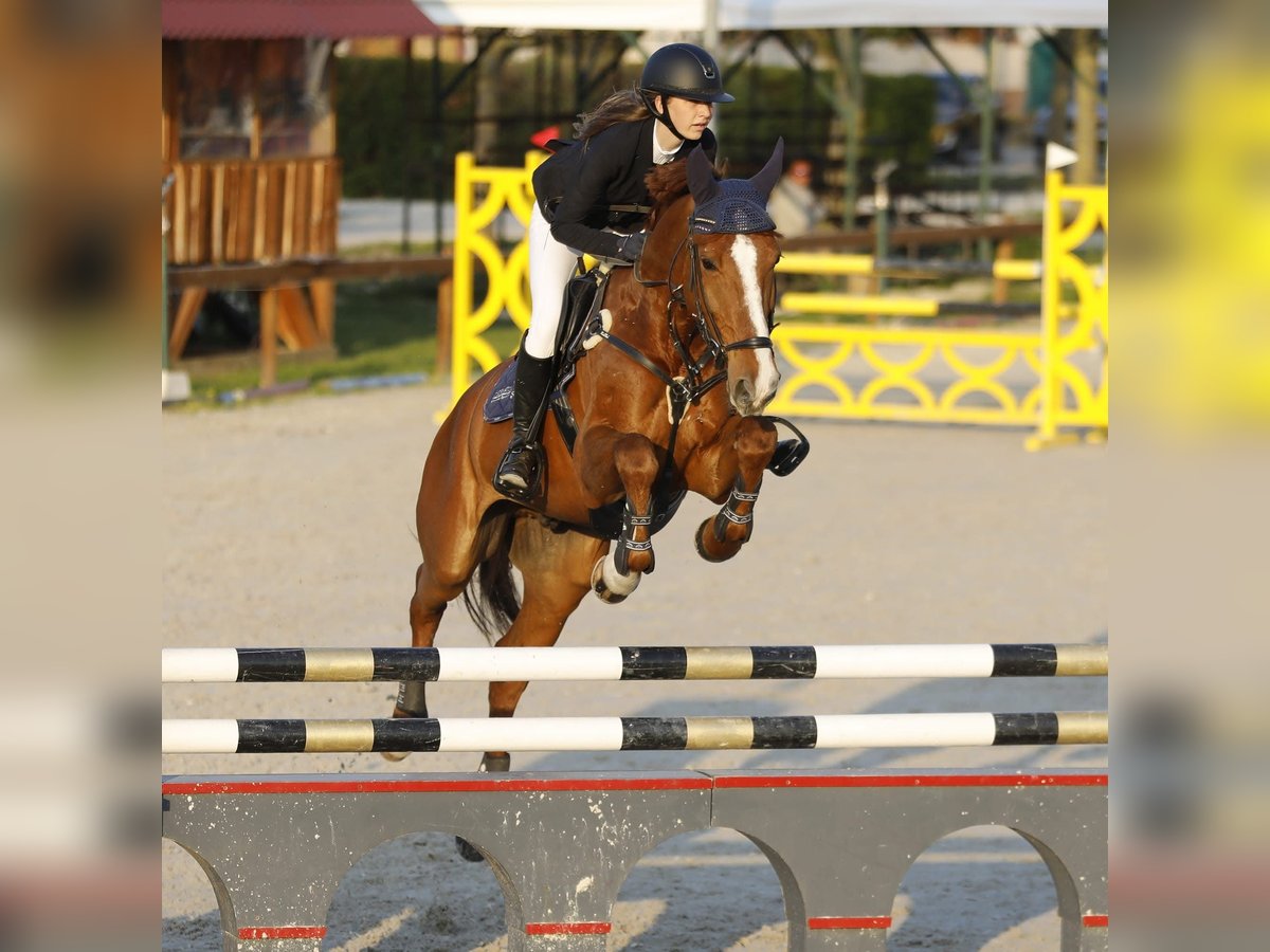 Kisber Felver Caballo castrado 15 años 175 cm Alazán in Höslwang