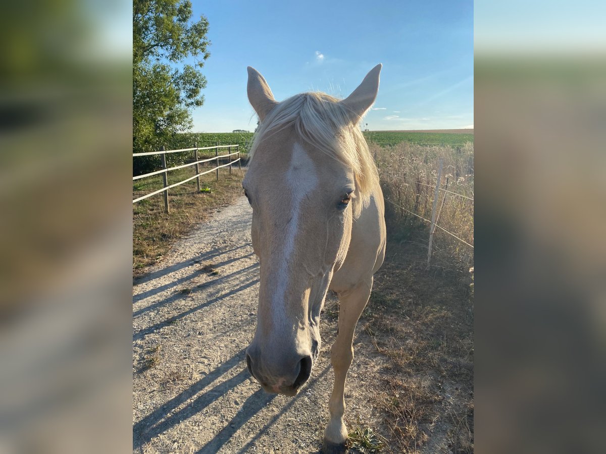 Kisber Felver Caballo castrado 21 años 164 cm Palomino in Willingshausen