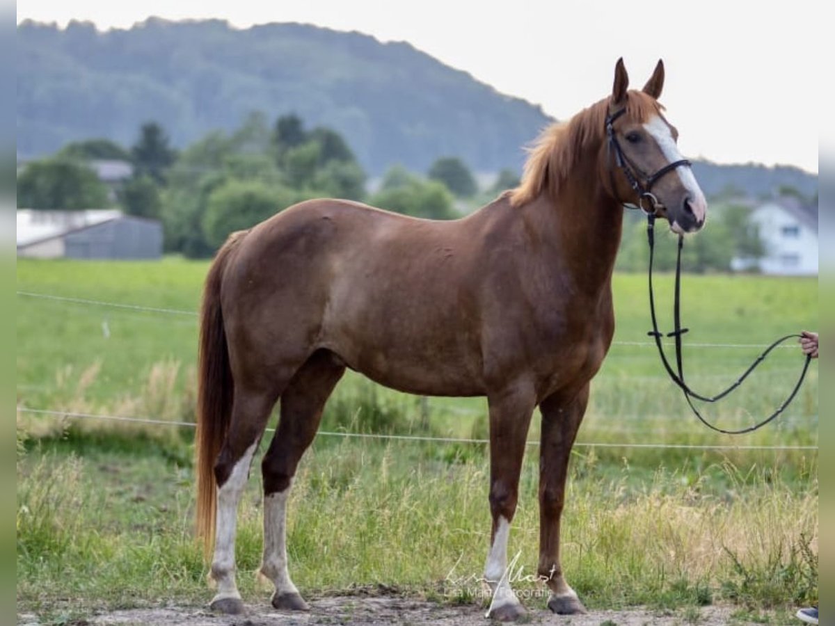 Kisber Felver Caballo castrado 7 años 160 cm Alazán in Sigmarszell