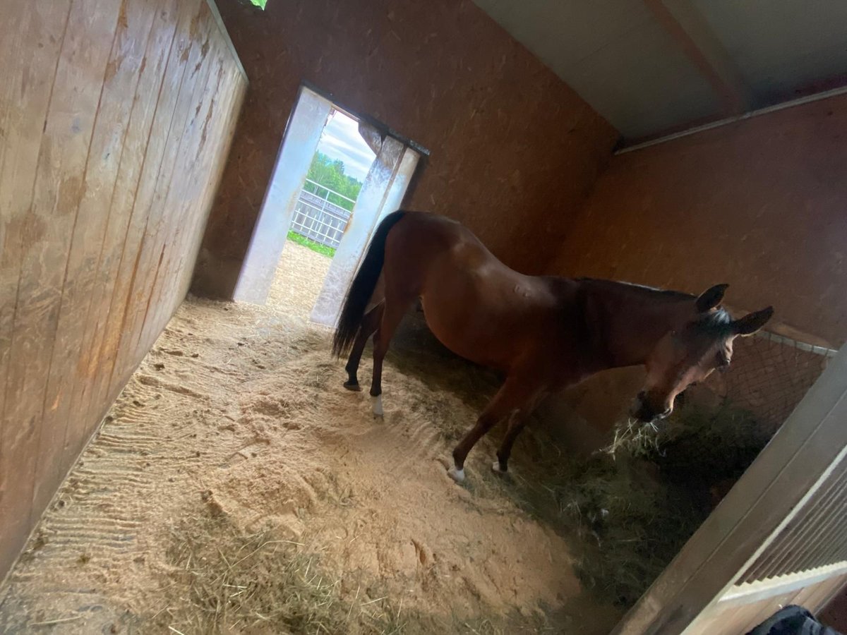 Kisber Gelding 18 years 16,2 hh Brown in St.Stefan ob Stainz