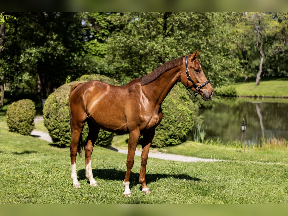 Kisber Mix Gelding 5 years 16 hh Chestnut-Red in Zăbala