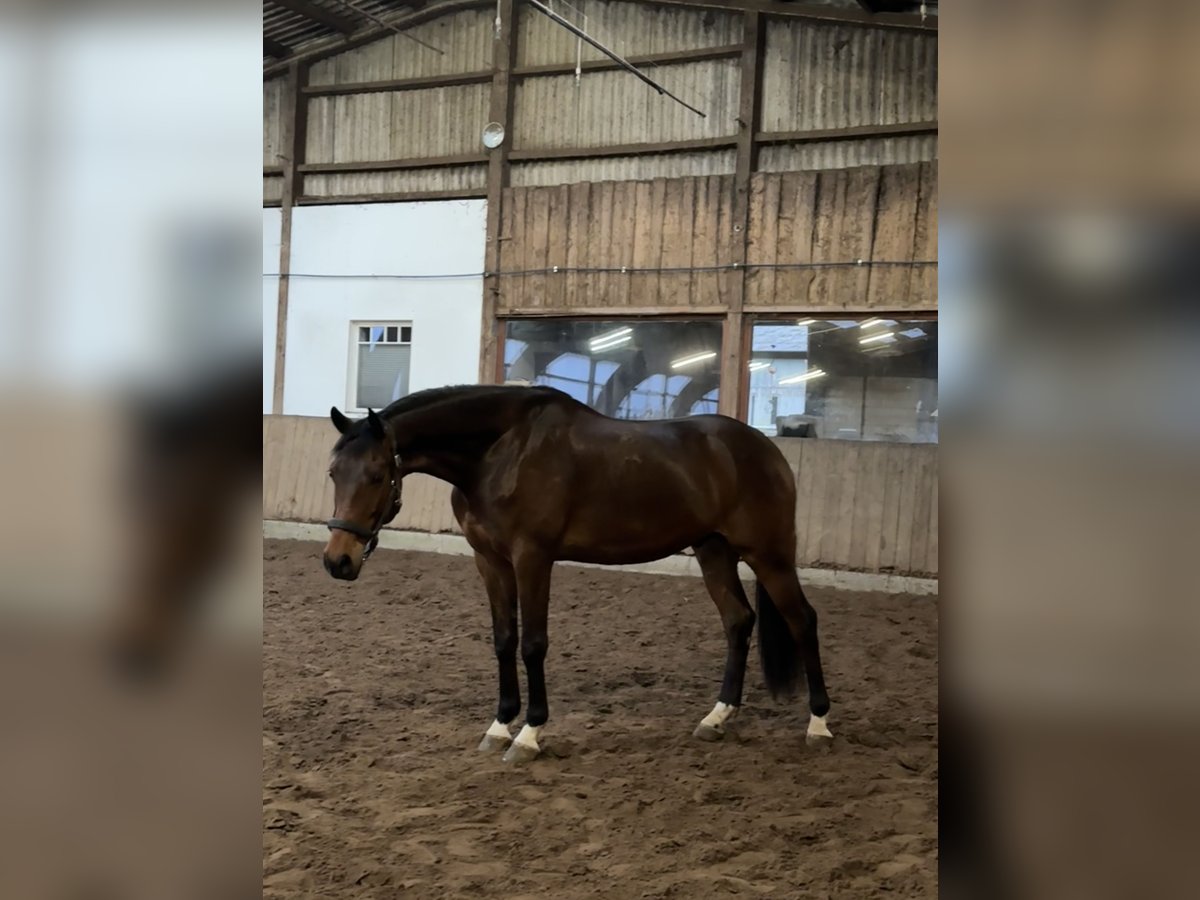 Kisber Gelding 6 years 16,2 hh Brown in Jagel