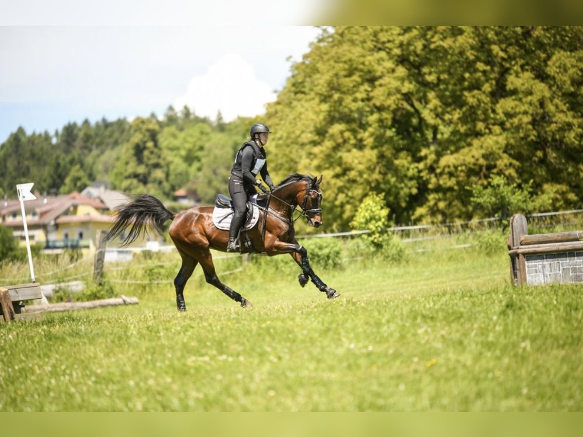 Kisber Gelding 7 years 16,2 hh Brown in St. Peter-Freienstein