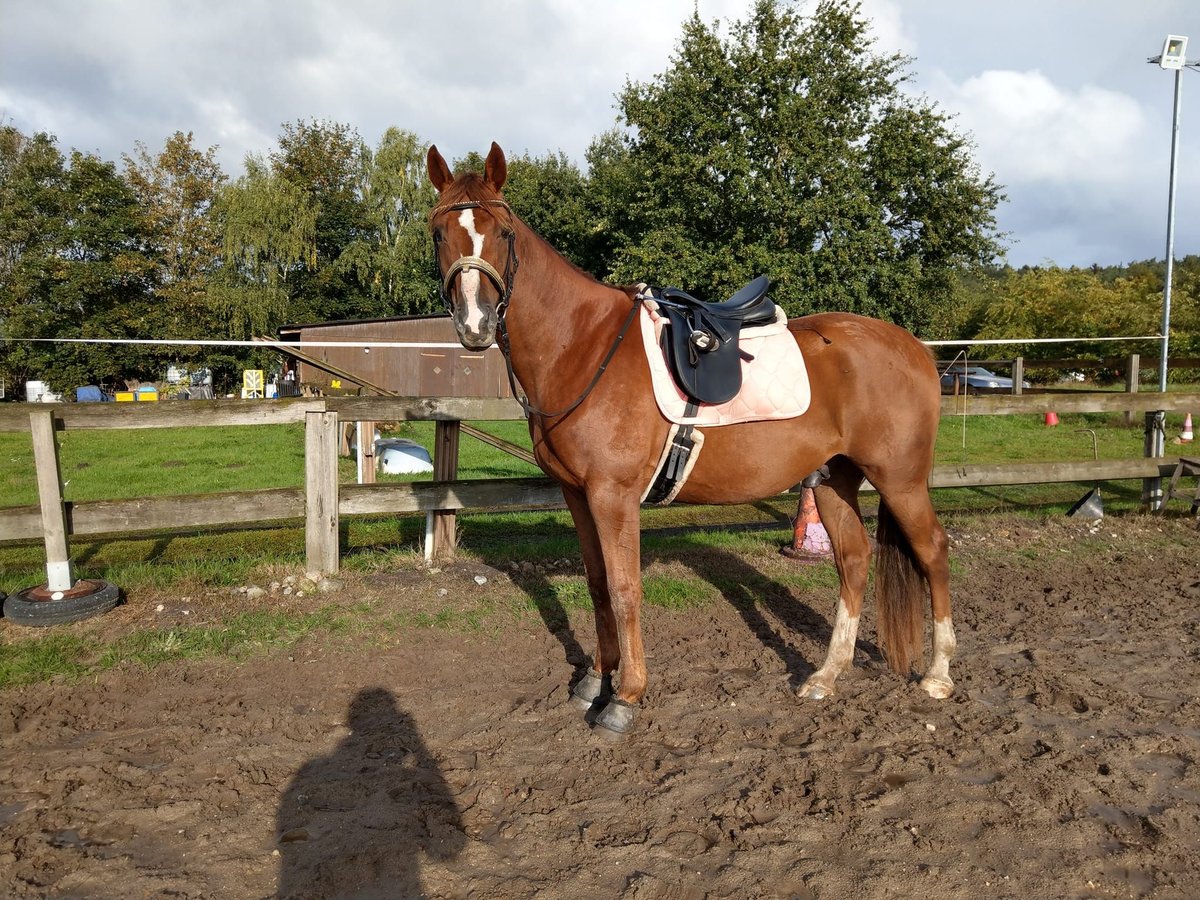 Kisber Gelding 8 years 17,2 hh in Wangelau