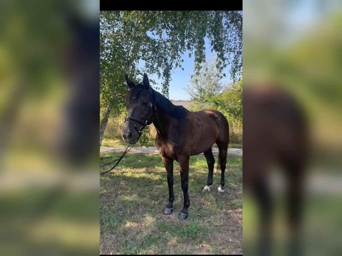 Kisber Gelding 8 years 17 hh Brown in Zalaegerszeg