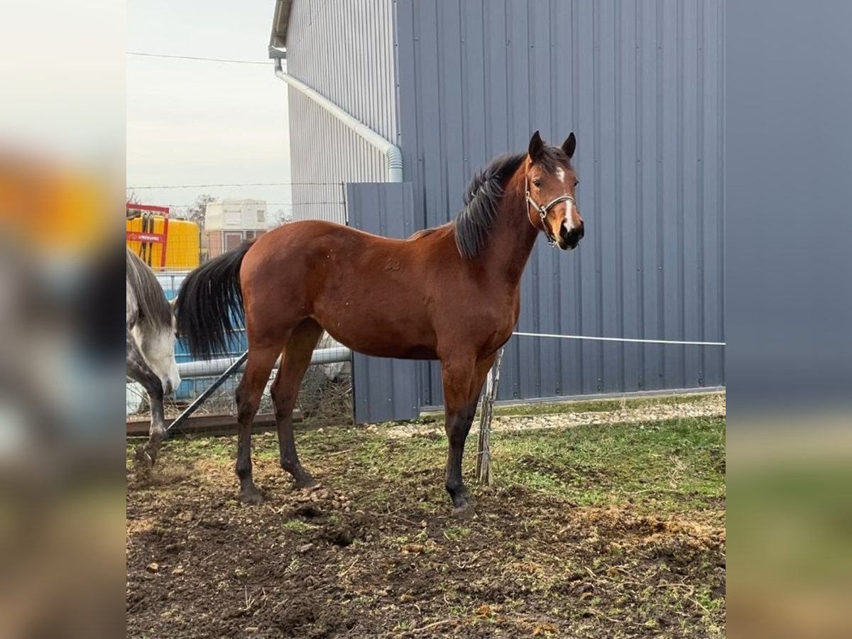 Kisber Mix Giumenta 2 Anni 150 cm Baio ciliegia in Füzesgyarmat