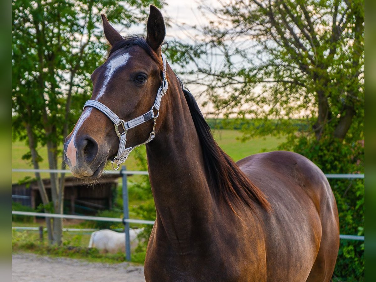 Kisber Giumenta 3 Anni 170 cm Baio in Haidershofen