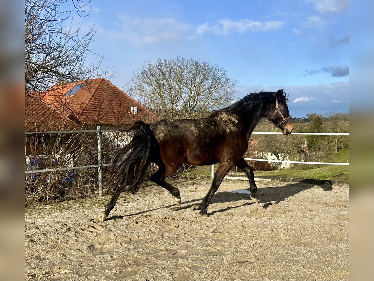 Kisber Giumenta 4 Anni 170 cm Baio in Haidershofen