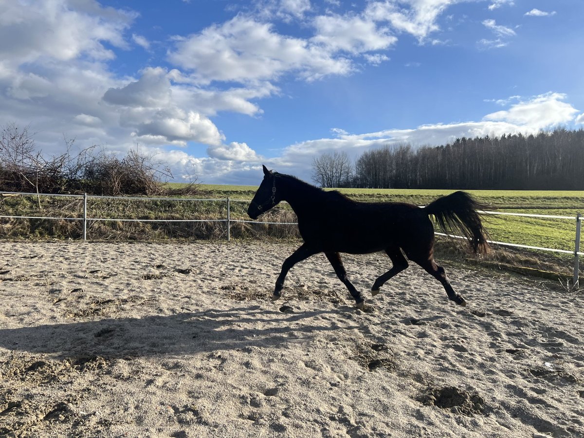 Kisber Giumenta 4 Anni 170 cm Morello in Haidershofen