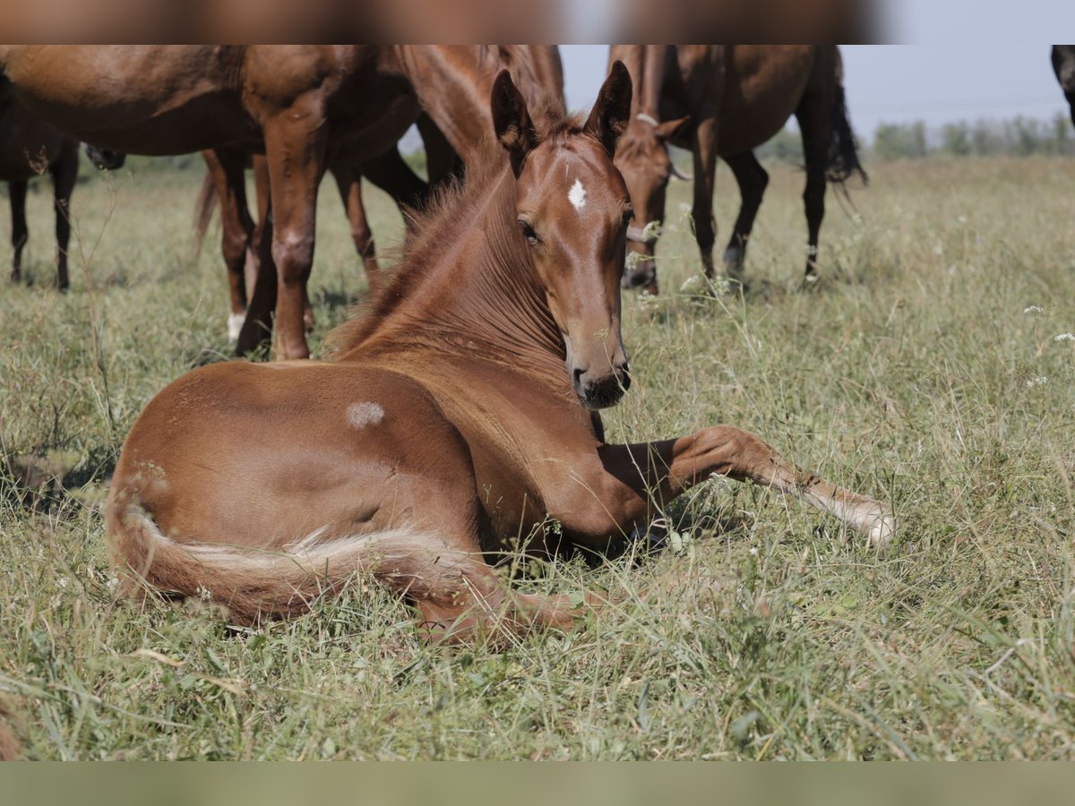 Kisber Hingst Föl (03/2024) Fux in Zalaegerszeg