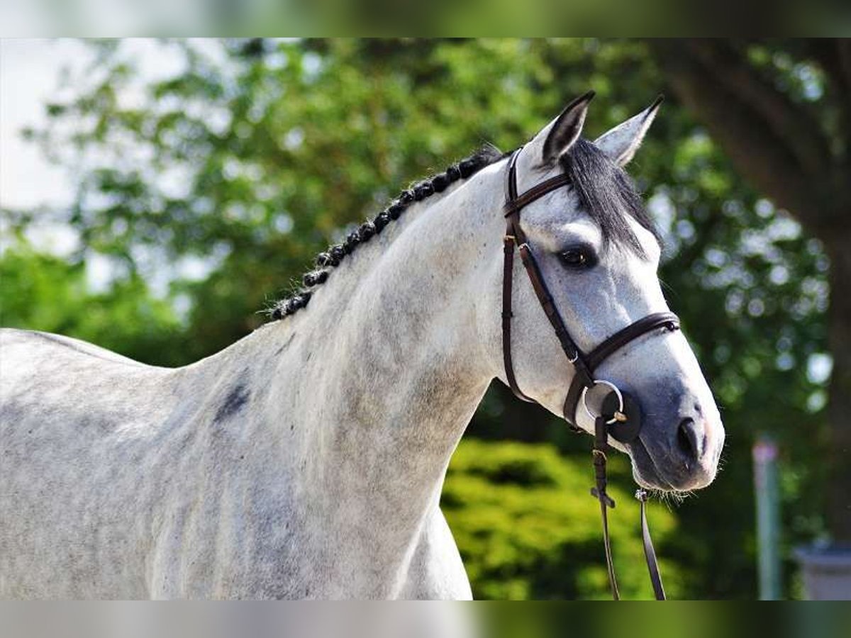 Kisber Stallone 7 Anni 167 cm Grigio trotinato in Zederhaus