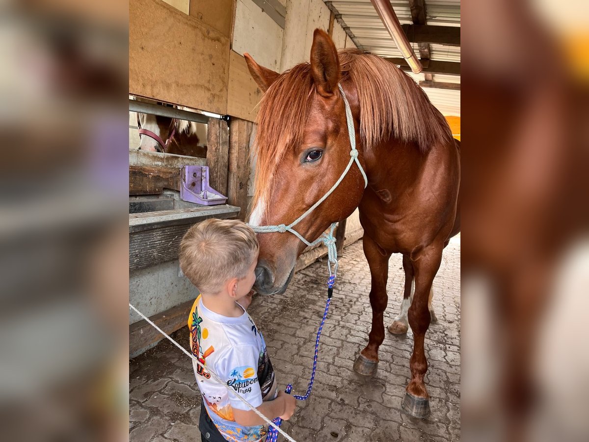 Kisberer Étalon 12 Ans 170 cm Alezan in Schattendorf