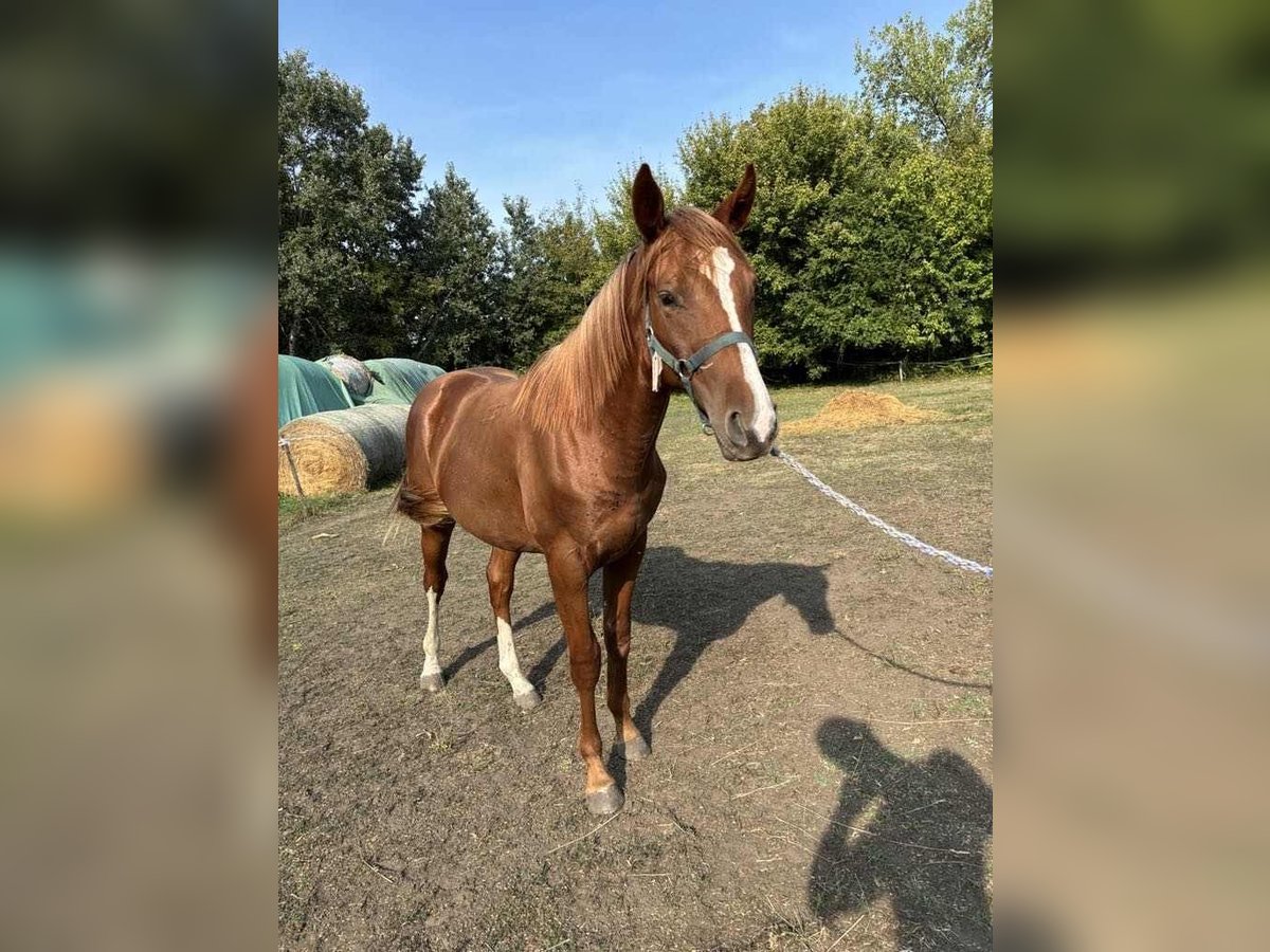 Kisberer Étalon 1 Année 155 cm Alezan in Kajárpéc