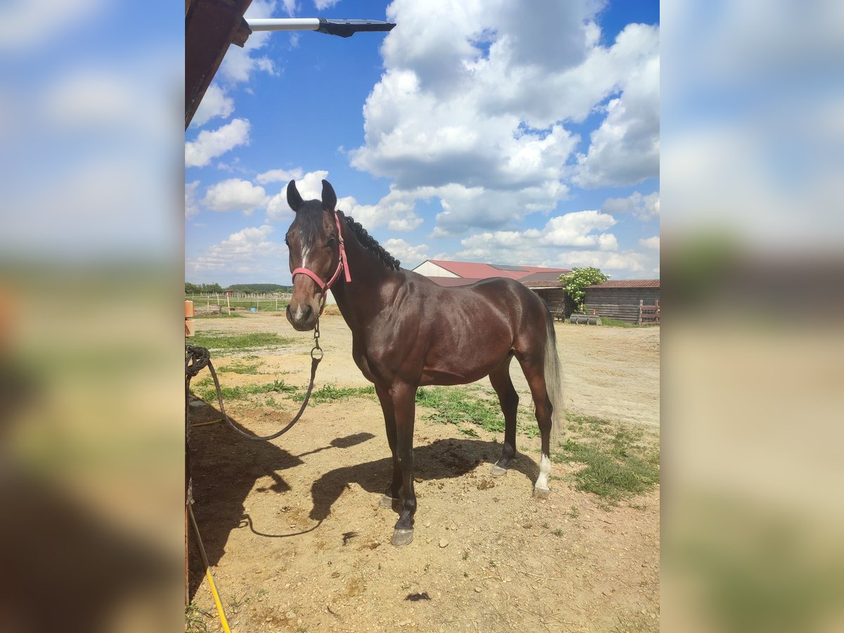 Kisberer Hengst 3 Jahre 162 cm Hellbrauner in V&#xE1;mosszabadi