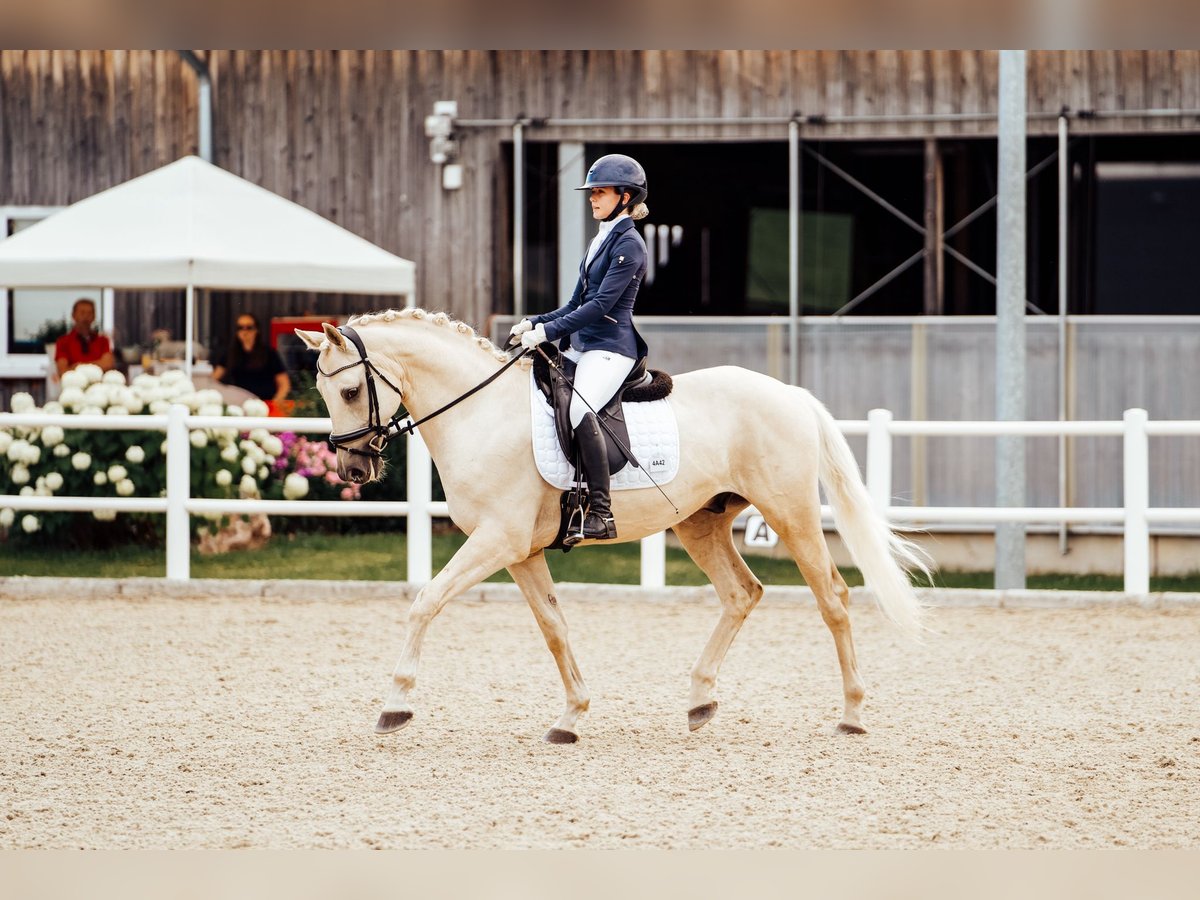 Kisberer Hongre 9 Ans 165 cm Palomino in Ampflwang