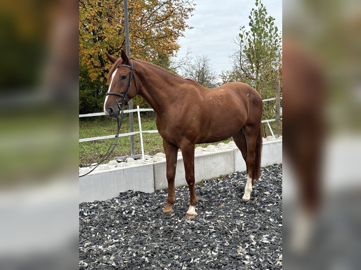 Kisberer Wallach 5 Jahre 172 cm Fuchs in Amstetten